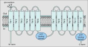 Image result for P-Glycoprotein