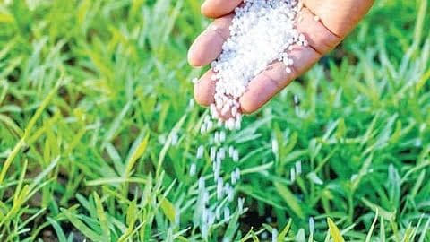 अकोलेत युरियाचा ३३५ टन बफर साठा उपलब्धग्राहक पंचायतच्या पाठपुराव्याला यश; ५१ कृषी सेवा केंद्रांवर वितरण सुरू