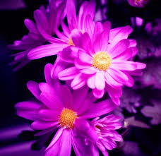 Download and use 100,000+ beautiful flowers stock photos for free. Colorful Flower Images Free Stock Photos Download 15 488 Free Stock Photos For Commercial Use Format Hd High Resolution Jpg Images