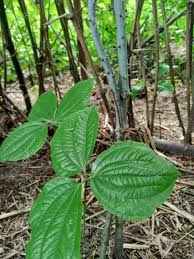 Image result for Dioscorea dregeana