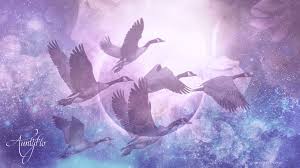 نتیجه جستجوی لغت [flock] در گوگل