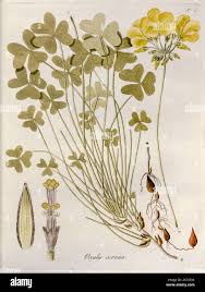 Image result for Oxalis pes-caprae