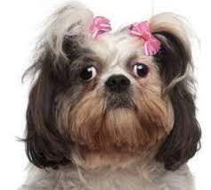 Allshihtzu Shih Tzu Eye Care