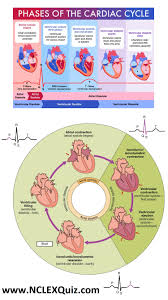 Nclex Cheat Sheets Phases Of The Cardiac Cycle For Nursing Students Cardiac Cycle Pqrst Wave Cardiac Cy Cardiac Cycle Nursing School Studying Nursing Students