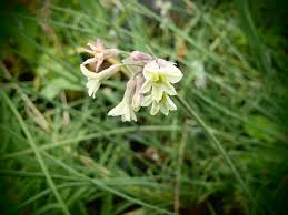 Image result for Tulbaghia alliacea