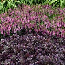 Image result for Alternanthera