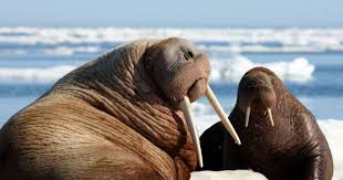 Check spelling or type a new query. 5 Fakta Unik Pinnipedia Kelompok Hewan Keluarga Anjing Laut