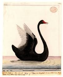 Black Swan Vintage Bird Illustration Bird Illustration Swans Art