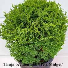 Image result for Hetaeria occidentalis
