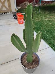 Image result for Euphorbia rubriflora