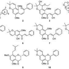 Image result for Tephrosia aequilata