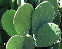Add a topdressing of gravel, pebbles or sharp sand on top of the compost to. Prickly Pear Cactus Etsy