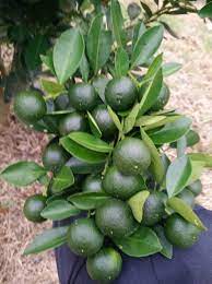 Pokok lemon lebih mudah dijaga; Baja Pokok Limau Kasturi Shopee Malaysia