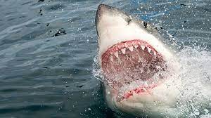 Combat in shark attack deathmatch 2 is savage, gritty and brutal. The Real Reasons Why Sharks Attack Humans Bbc Future