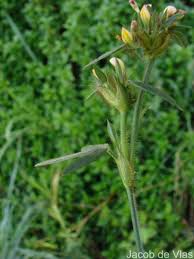 Image result for Stylosanthes fruticosa