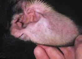 Image result for abscess dog's ear flap