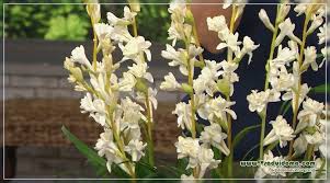 Tuberosa Photo Planting And Care Of A Flower A Site About A Garden A Summer Residence And House Plants