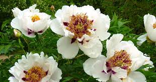 Maybe you would like to learn more about one of these? Strauchpfingstrosen Richtig Pflanzen Mein Schoner Garten