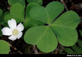 Image result for Oxalis oligotricha