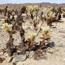 Made directly from a piece of cholla. Cholla Cactus Colorado Traveling Ducks