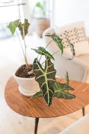 Image result for Alocasia
