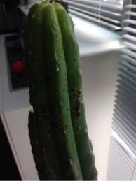 Indoor san pedro cactus plants remain shorter due to less light and restriction of the roots. Help Cactus Has Black Spots On Top Part The Ethnobotanical Garden Shroomery Message Board