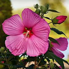 This post was created by a member of the buzzfeed commun. Hibiscus Quiz Trivia Questions And Answers Free Online Printable Quiz Without Registration Download Pdf Multiple Choice Questions Mcq