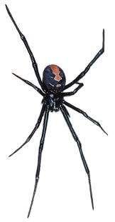 I just got a black house spider, do they eat other tiny spiders? Spiders In The House And Garden The Australian Museum