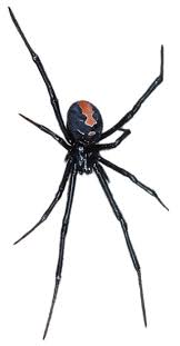 The black widow spider (latrodectus spp.) is a spider notorious for its neurotoxic venom (a toxin that acts specifically on nerve cells). Spiders In The House And Garden The Australian Museum