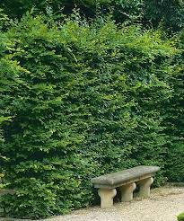 Image result for Živý plot z habru