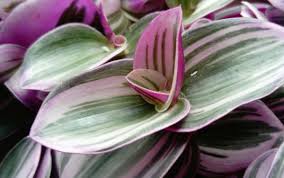 Image result for Tradescantia zebrina