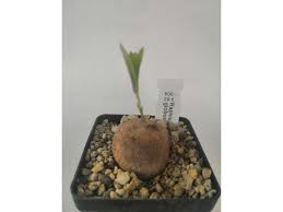 Image result for Raphionacme globosa