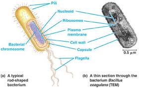 Sel Prokariotik Adalah Sel Yang Tidak Memiliki Sistem Endomembran Sehingga Sel Tipe Ini Memiliki Materi Inti Yang Tidak Dibatasi Oleh Sistem Biologi Sel Biologi