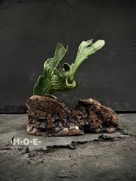 Image result for Senecio aetfatensis