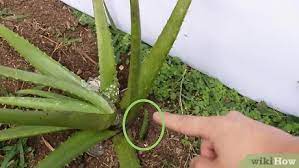 Entretien et culture du printemps à l'hiver, comment récolter le gel des feuilles pour ses nous connaissons tous les grands bienfaits de l'aloe vera. How To Plant Aloe Vera With Pictures Wikihow