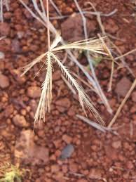 Image result for Chloris pycnothrix