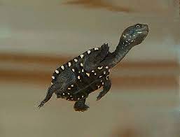 Pin By Linda Trull On Turtles Aquatic Turtle Tank Tortoise Turtle Turtle Aquarium