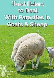 Herbal Medicine Dealing With Parasites In Goats And Sheep Part 1 Herbalism Herbal Medicine Goats