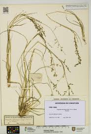 Image result for Eragrostis atrovirens