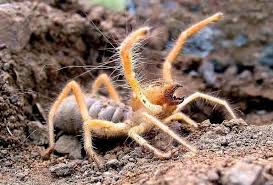 Currently, about 1,000 species have been identified. Let S Do Some Zoology The Truth About Camel Spiders Not As Scary As