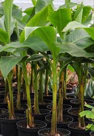 How To Grow Banana Plants Indoors And Outdoor Gowritter Grow Banana Tree Potted Trees Plants
