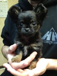 The cheapest offer starts at £1,400. Long Haired Chihuahua This Looks Just Like My Dog When She Was A Puppy Chihuahua Chihuahua Puppies Chihuahua Puppies