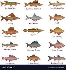 Set Most Popular Freshwater Fishes Royalty Free Vector Image