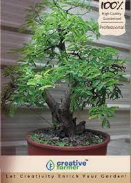 Most bought bonsai tree & plants online. Creative Farmer Malabar Tamarind Bonsai Seeds Seed Price In India Buy Creative Farmer Malabar Tamarind Bonsai Seeds Seed Online At Flipkart Com