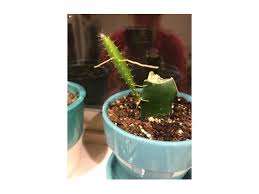 There are a few different ways to propagate succulents. Cactus Help Needed Cactus Appendages