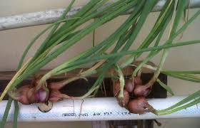 Terbaru 10 Cara Menanam Daun Bawang Hidroponik Dengan Botol Bekas