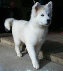 Huskita : Mix of Siberian Huskies and Akita
