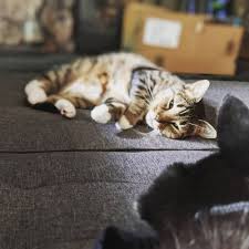 Michael leverone and his team help around the portland, maine area with pet euthanasia in the comfort of home. Compassionate Care Home Pet Euthanasia And Cremation Service 63 Photos 172 Reviews Veterinarians 808 Molalla Ave Oregon City Or Phone Number