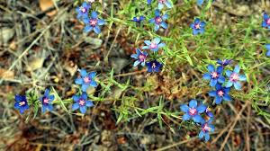 Image result for Lysimachia monelli