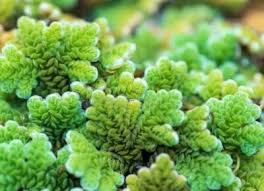 Image result for Azolla pinnata